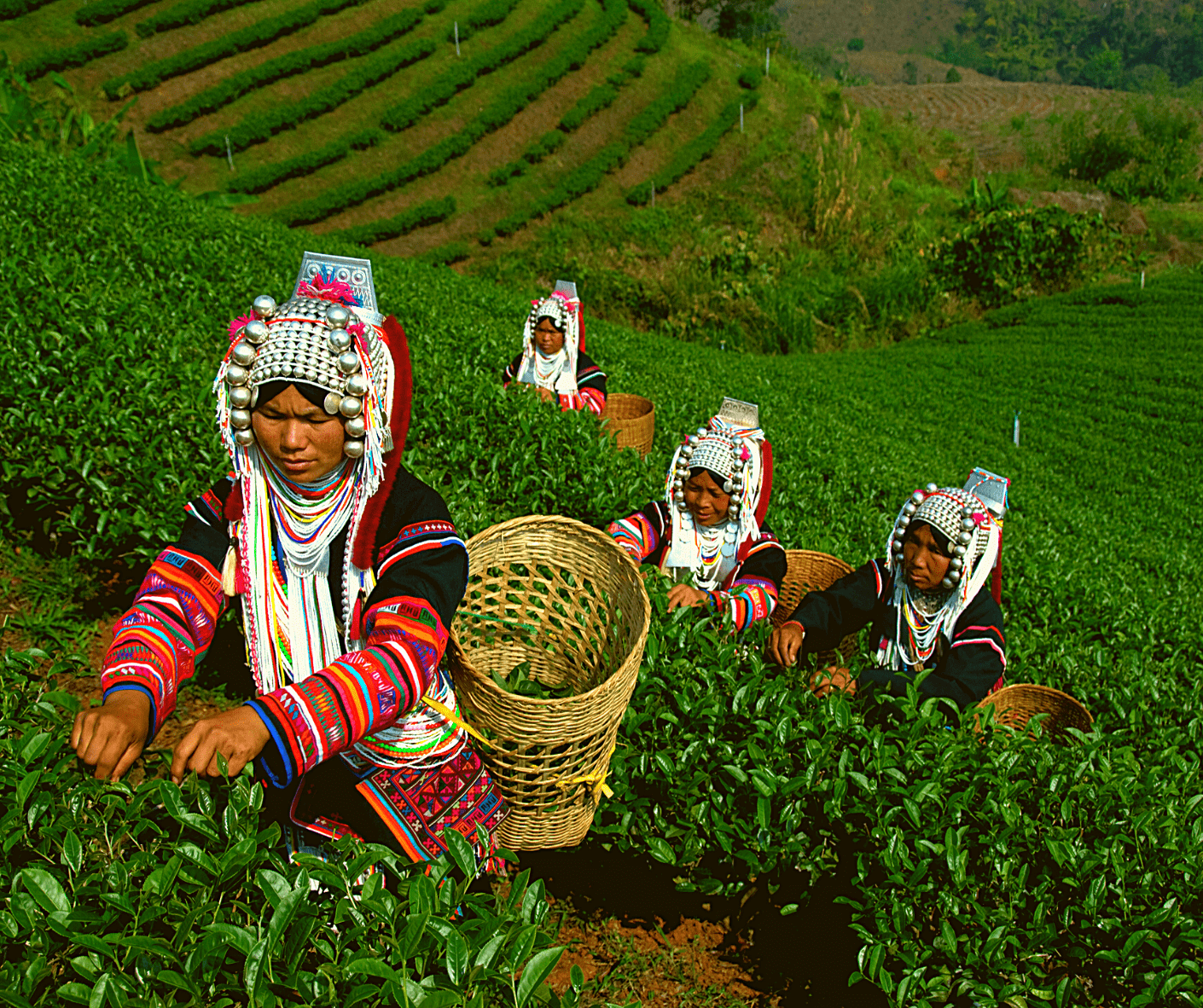 Touch living history in Laos’ ancient tea gardens